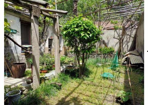 都市爆料石榴树视频,揭秘石榴树背后的惊人真相! 第3张 都市爆料石榴树视频,揭秘石榴树背后的惊人真相! 第3张